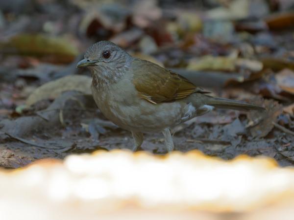 Vaalborstlijster (Turdus leucomelas)